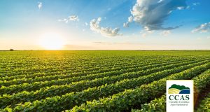 CCAS - imagem ilustrativa